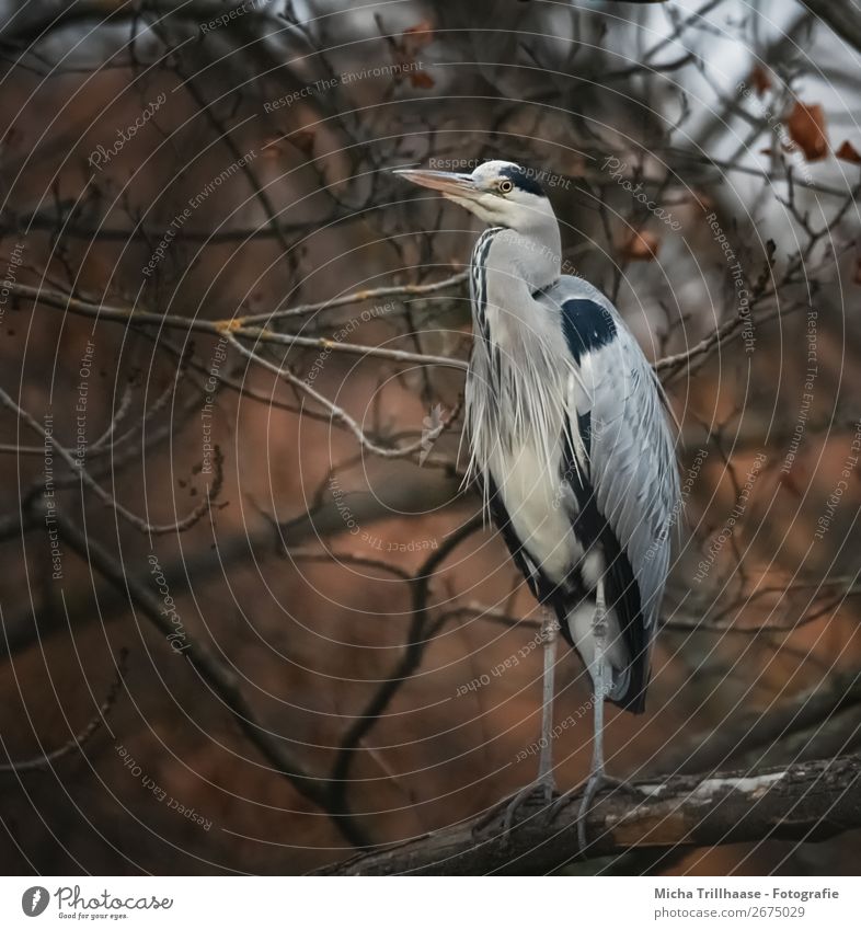 Heron in an autumn tree Nature Animal Autumn Tree Wild animal Bird Animal face Wing Claw Feather Beak Eyes Grey heron 1 Observe Looking Stand Near Natural Blue