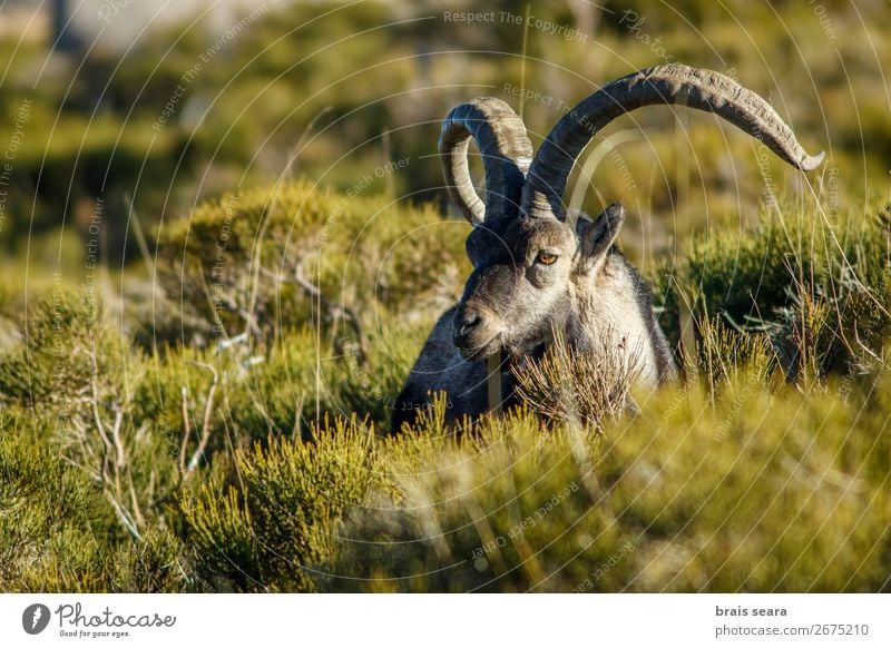 Western Spanish ibex Relaxation Hunting Biologist Masculine Environment Nature Animal Grass Mountain Wild animal 1 Stand Love of animals