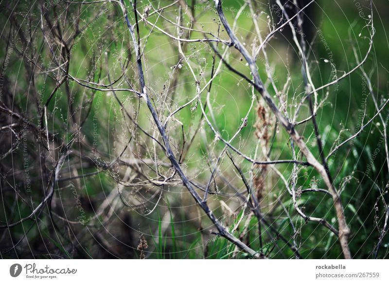 branches Environment Nature Plant Grass Bushes Moss Foliage plant Green Subdued colour Exterior shot Deserted Shallow depth of field Branchage