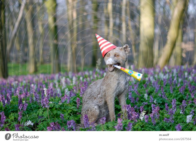 than the animals... Environment Nature Landscape Plant Animal Sunrise Sunset Sunlight Spring Tree Flower Wild plant corydalis Forest Sign Feasts & Celebrations