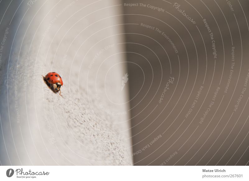 Ladybird in the city Deserted Animal Wild animal 1 Small Natural Curiosity Cute Red Colour photo Exterior shot Detail Copy Space right Day