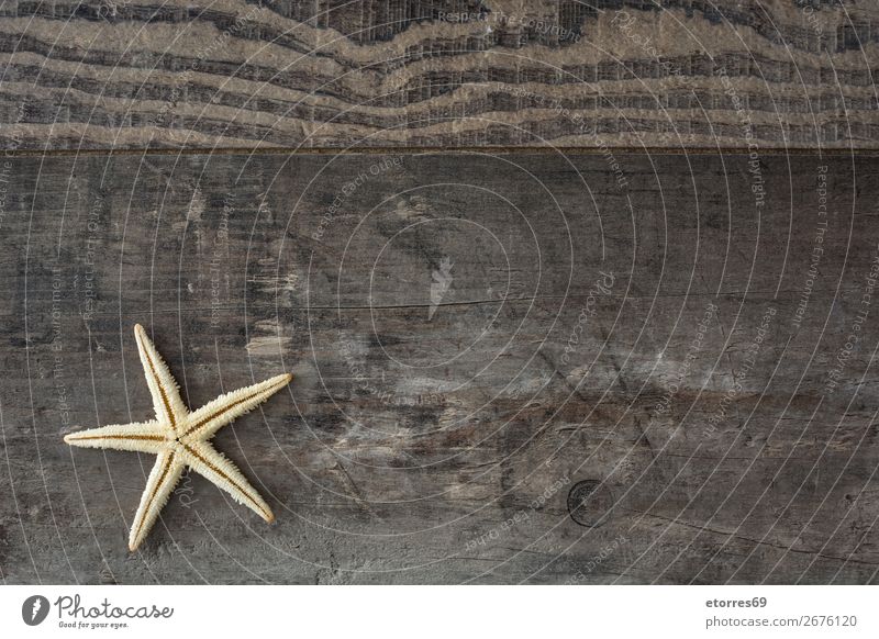 Marine items on wooden background. Starfish Marine animal Animal Life Style Beach Nautical Wood Summer Background picture Design element Nature Consistency