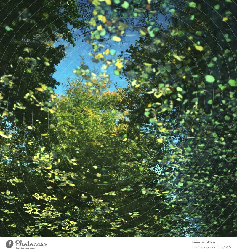 Mirror of my youth. Environment Nature Autumn Tree Leaf Park Pond Free Large Beautiful Many Moody Colour photo Detail Deserted Day Light Reflection