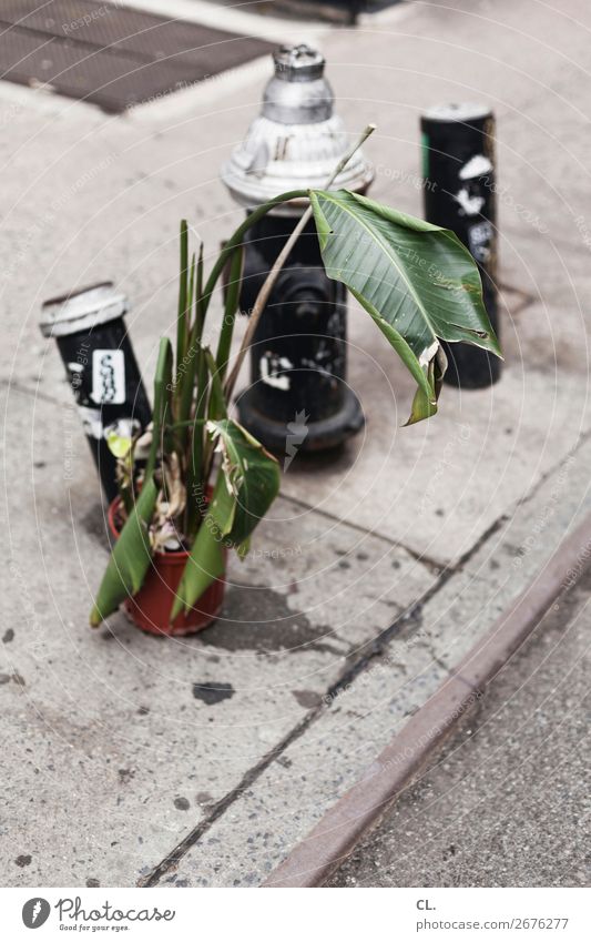 plant and hydrant Plant Foliage plant New York City USA Town Deserted Transport Traffic infrastructure Street Lanes & trails Fire hydrant Asphalt Trash