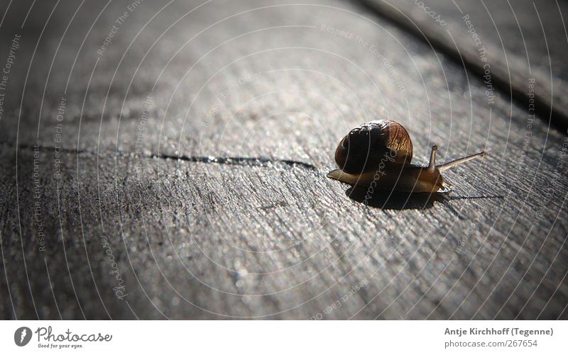 The long way... Nature Animal Wild animal Snail Animal tracks 1 Crawl Disgust Glittering Small Wet Cute Slimy Brown Protection Love of animals Peaceful