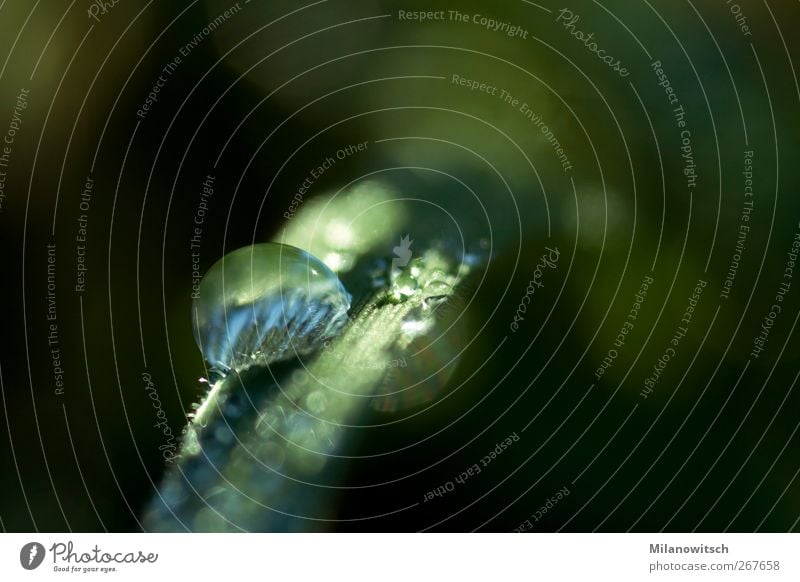 Deep in the wet grass Nature Plant Drops of water Spring Summer Autumn Rain Grass Wild plant Meadow Glittering Illuminate Esthetic Wet Natural Beautiful Green