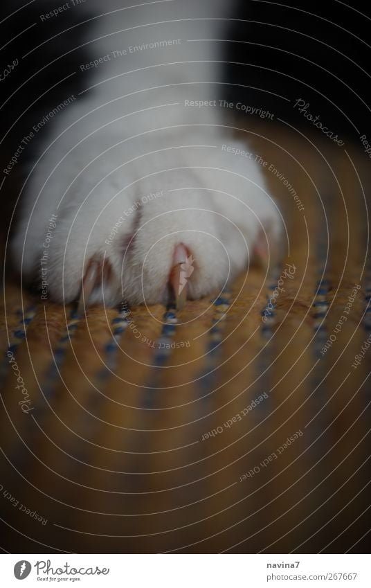 claw Animal Pet Cat Claw 1 Threat Living or residing Destruction Carpet Scratch Colour photo Interior shot Close-up Detail Deserted Shallow depth of field