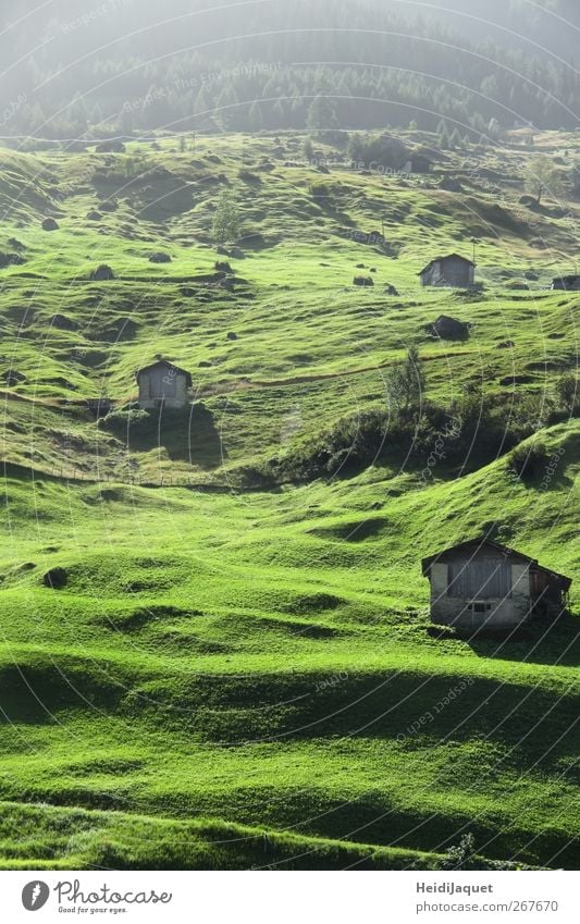 Swiss Early Fog Environment Nature Landscape Summer Meadow Mountain Village Hut To enjoy Green Serene Switzerland Lawn Morning fog Colour photo