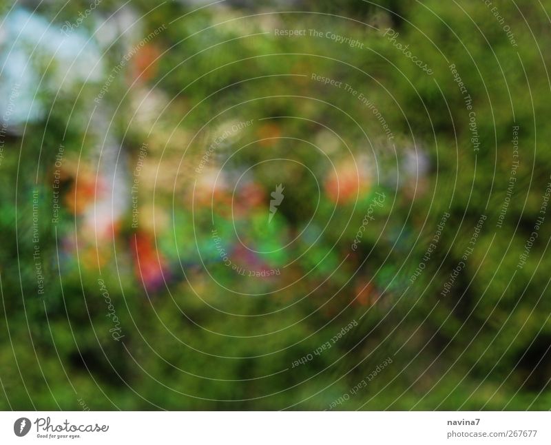 Bush I Plant Foliage plant Bushes Park Wall (barrier) Wall (building) Multicoloured Green Spring fever Optimism Graffiti Colour photo Exterior shot Close-up