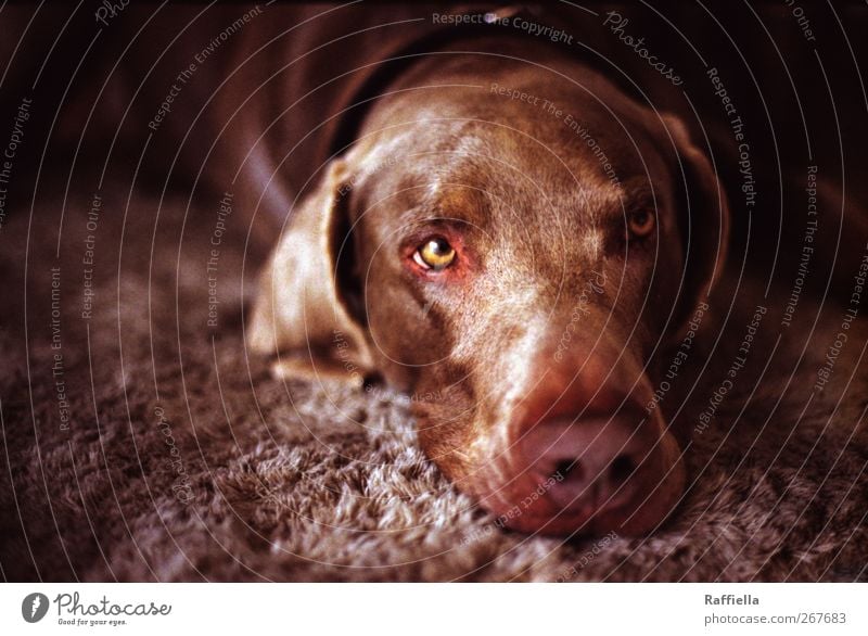 Dreamer II Animal Pet Dog Animal face 1 Observe To enjoy Lie Looking Brown Eyes Ear Nose Neckband Carpet Fatigue Doze Colour photo Interior shot Deserted Day