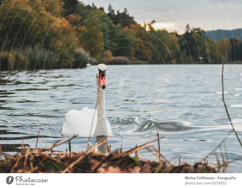 Swan in the lake Nature Landscape Plant Animal Water Sky Sun Autumn Beautiful weather Lake Wild animal Bird Animal face Wing Beak Feather 1 Observe Looking