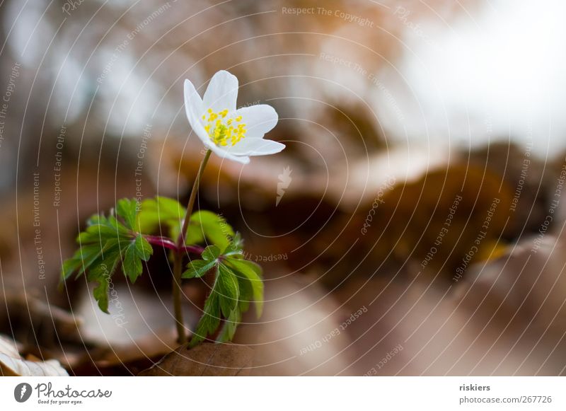 Standing alone Environment Nature Spring Plant Flower Blossom Wild plant Park Blossoming Growth Brown Green White Calm Unwavering Wood anemone Colour photo