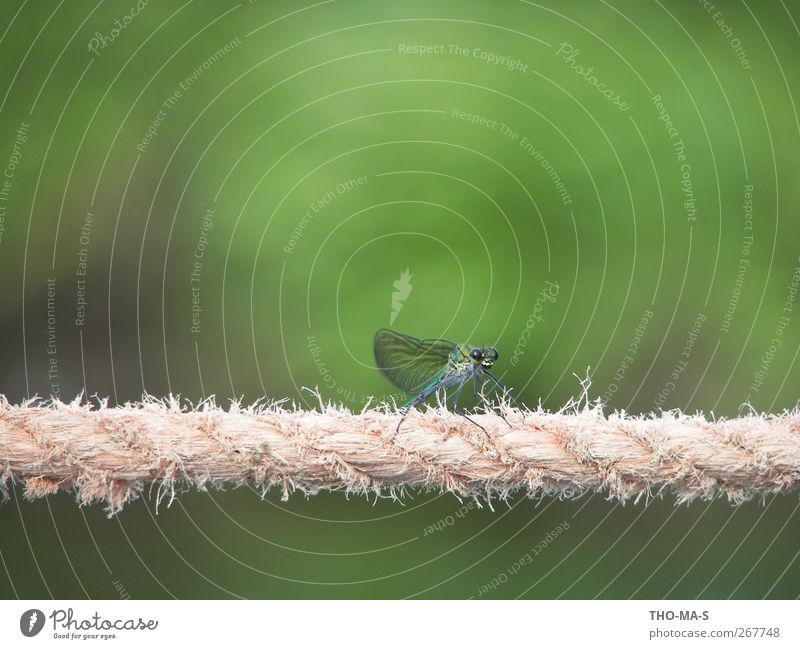 tightrope walker Dance Dance event Dancer Ballet Environment Nature Animal Air River bank Bog Marsh Dragonfly wings 1 Rope Line Elegant Blue Green Spring fever