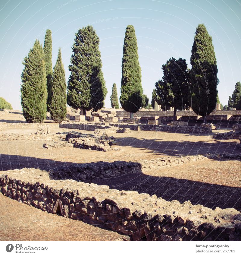 Itálica [XLII] Landscape Tree Cypress Rock Italica santiponce Seville Andalucia Spain Town Ruin Architecture Wall (barrier) Wall (building) Tourist Attraction