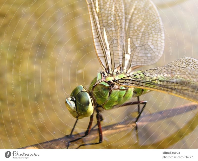 Dragonfly - Macro shot #2 Insect Glimmer Fascinating Macro (Extreme close-up) Green Lake Pond Blur Water Wing Exotic Fly Focal point Close-up mino Detail face