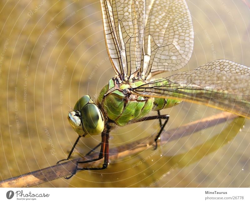 Dragonfly - Macro shot Insect Glimmer Fascinating Macro (Extreme close-up) Green Lake Pond Blur Water Wing Exotic Fly Focal point Close-up mino Detail face