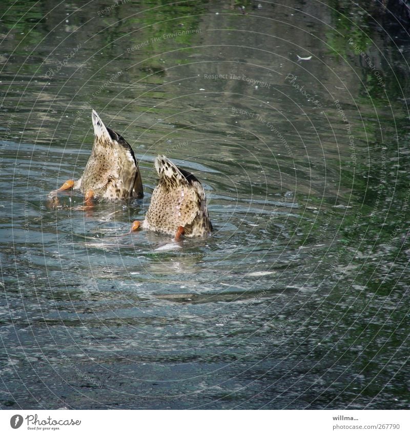 Tail in the air Water Pond Tails Duck 2 Animal Dive Fear Discover Curiosity Teamwork Synchronic swimming Synchronous Headless Foraging Go crazy Wet Refreshment