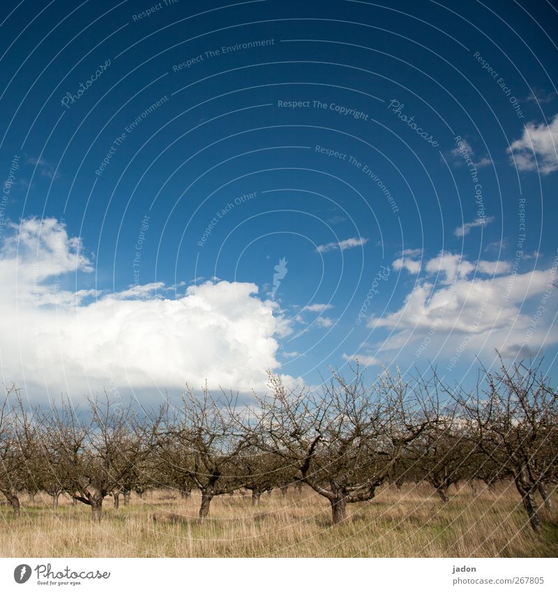 Orchard. Fuit growing Fruit garden Harmonious Trip Nature Sky Spring Tree Bushes Garden Old Blue Contentment Eternity Idyll Blossoming tree blossom