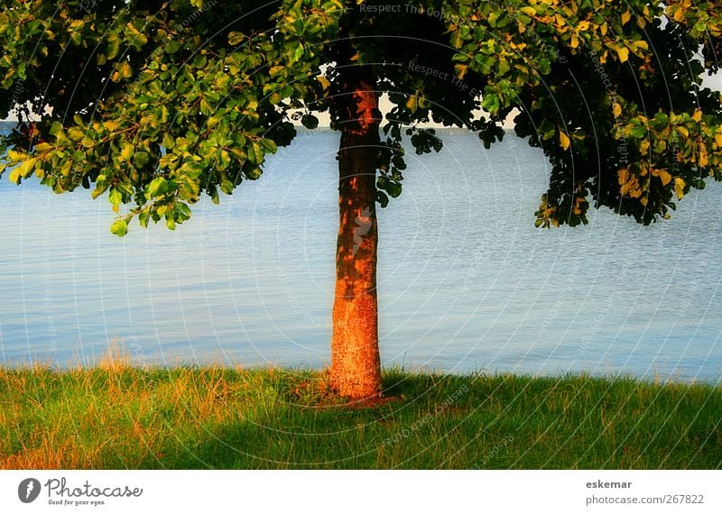 tree Summer Sun Environment Nature Plant Water Tree Grass Meadow Lake Relaxation Beautiful Natural Warmth Blue Green Moody Joie de vivre (Vitality) Power