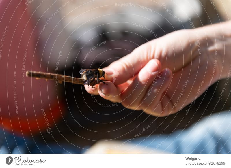 bumblebee Hand Animal Autumn Garden Park Meadow Field Forest Happy Bumble bee wild bees Colour photo Copy Space bottom Shallow depth of field