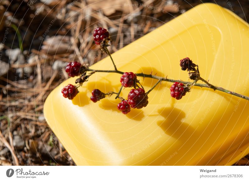 wild raspberries Food Fruit Nutrition Organic produce Vegetarian diet Slow food Healthy Environment Fresh Yellow Red Raspberry Berries Delicious Collection