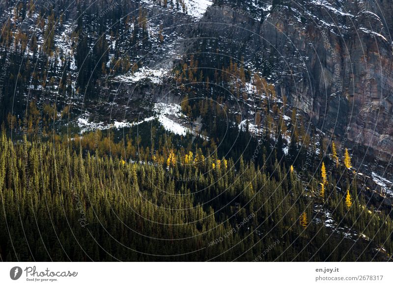 Autumn in the Rocky Mountains mountains Wall of rock huts conifers Forest Steep banff Banff National Park Canada Alberta Nature Landscape Snow Light and shadow