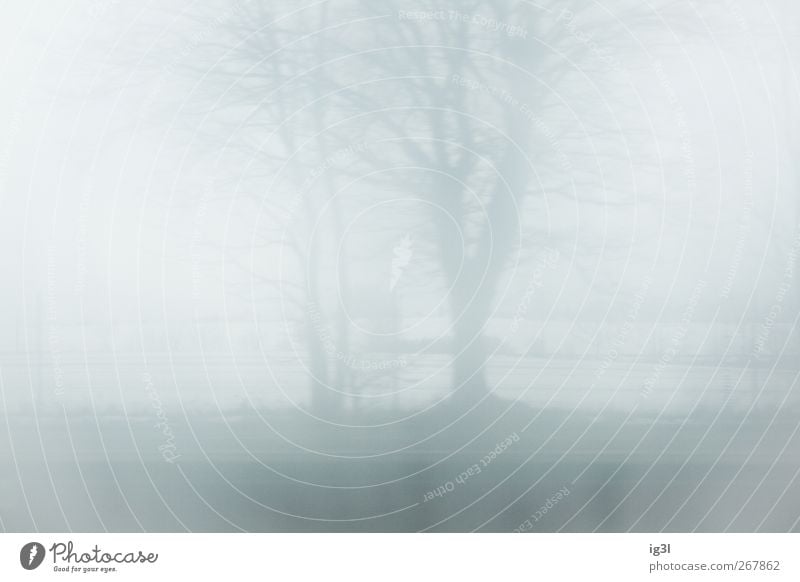 horizon Landscape Field Bright White Moody Calm Authentic Winter Colour photo Exterior shot Deserted Shroud of fog Misty atmosphere Blur Copy Space