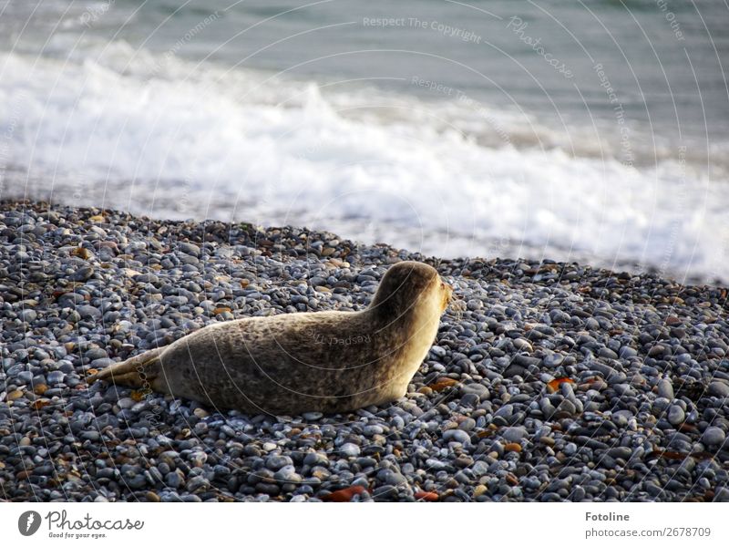 I see him... Environment Nature Animal Elements Earth Water Winter Weather Beautiful weather Waves Coast Beach North Sea Ocean Island Wild animal Pelt 1 Free