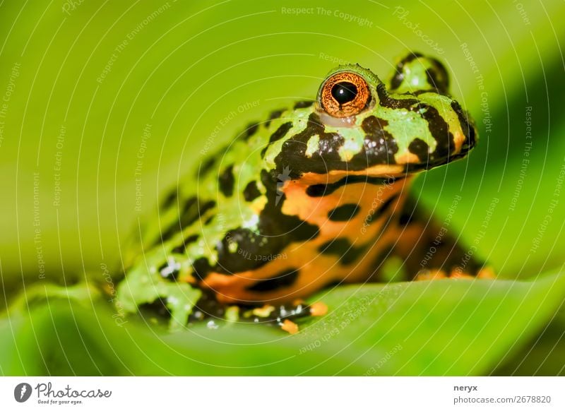 Frog Oriental fire-bellied toad (Bombina orientalis) Mouth Nature Animal Grass Wild animal 1 Sit Green Red Black Colour Jumper warts fauna stare Poison Bound