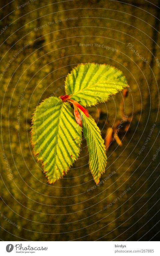 young and tender Nature Spring Tree Leaf Illuminate Growth Esthetic Natural Warmth Brown Green Life Change Beech leaf Fresh Deploy Grove birch Shoot Delicate