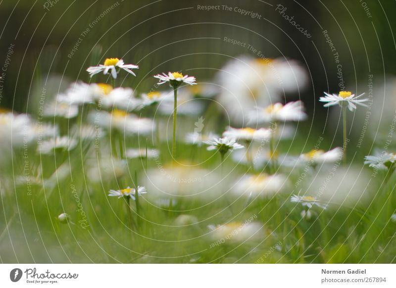 daisies Environment Nature Plant Grass Spring fever Daisy Grass blossom Summer Beautiful Picnic Green Yellow Colour photo Exterior shot Copy Space top