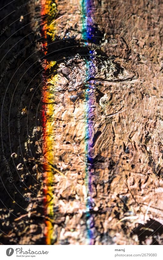 But it was funny! Trash! 2018 Harmonious Tree bark Tree trunk Refraction Exceptional Creepy Trashy Strange Futile Prismatic colors Striped Lighting Colour photo