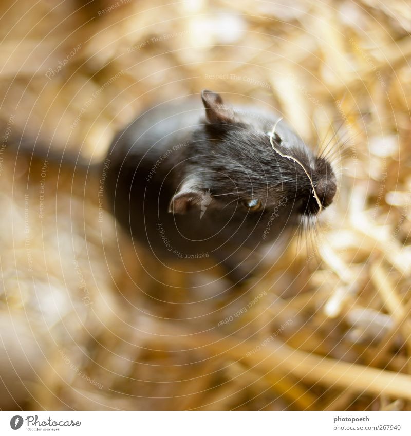 Bella Mouse Beautiful 1 Human being Pelt Pet Exceptional Friendliness Cute Black Mongolian gerbil Interesting Coat color Beard hair Eyes Ear Subdued colour