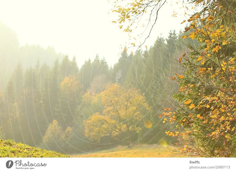 beautiful November in Sauerland Autumn trees Autumn Romance autumn impression shimmer of light autumn picture Edge of the forest hazy beautiful autumn day Flare