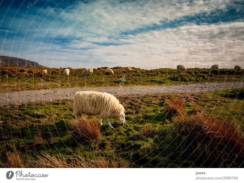 Irish outsider Landscape Sky Beautiful weather Meadow Lanes & trails Farm animal Pelt Sheep Flock 1 Animal Group of animals To feed Blue Brown Green Calm Nature