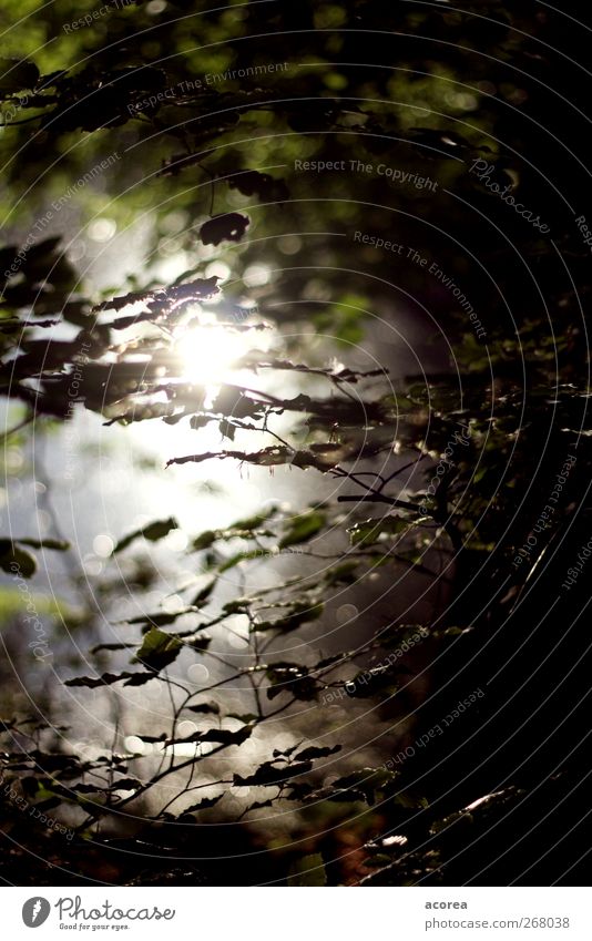 Forest light 1 Nature Plant Water Summer Tree Calm Subdued colour Exterior shot Deserted Day Light Reflection Sunlight Sunbeam Shallow depth of field