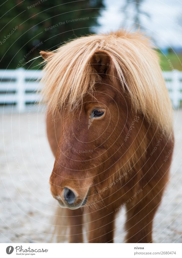 Icelander fox half profile Equestrian sports Nature Animal Plant Tree Farm animal Horse 1 Mane Pelt Observe Looking Stand Friendliness Happiness Fresh Healthy