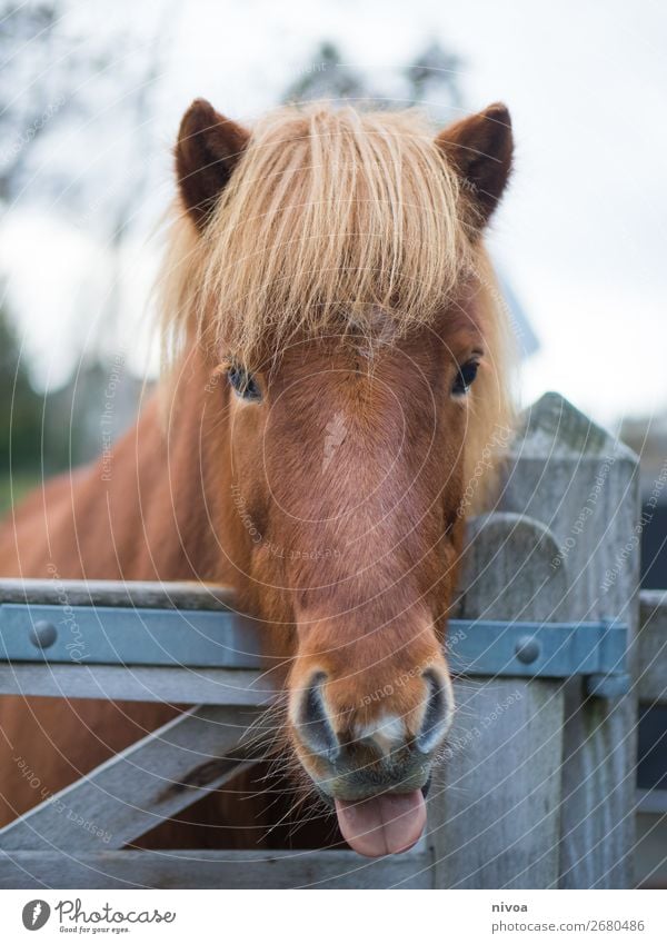 Icelandic horse sticks out his tongue Equestrian sports Agriculture Forestry Environment Nature Landscape Plant Tree Animal Farm animal Wild animal Horse Pelt