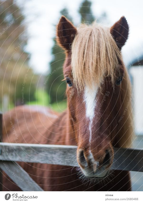 Icelander fox looks over fence Equestrian sports Agriculture Forestry Environment Nature Landscape Animal Plant Tree Mountain Village Farm animal Wild animal