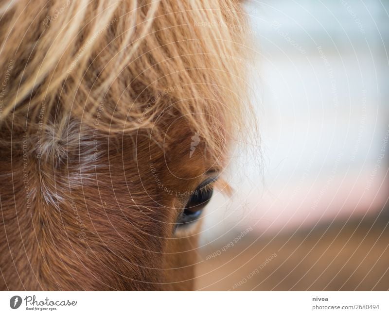 Icelandic horse in close-up Island Winter Equestrian sports Environment Nature Animal Farm animal Horse 1 Pelt Mane Eyes Fox Observe Discover Stand Blonde