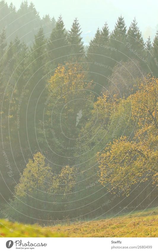 meadow at the edge of a forest Edge of the forest Automn wood Meadow Clump of trees hazy shimmer of light Flare Autumnal hazy autumn day