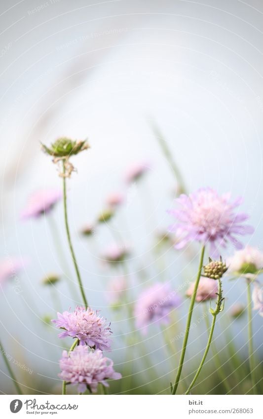 sunbathing Calm Feasts & Celebrations Valentine's Day Mother's Day Wedding Birthday Baptism Nature Plant Sky Spring Summer Climate Beautiful weather Flower