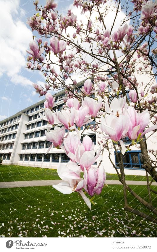 magnolia Environment Nature Spring Summer Climate Climate change Beautiful weather Plant Blossom Magnolia plants Magnolia tree Meadow Manmade structures