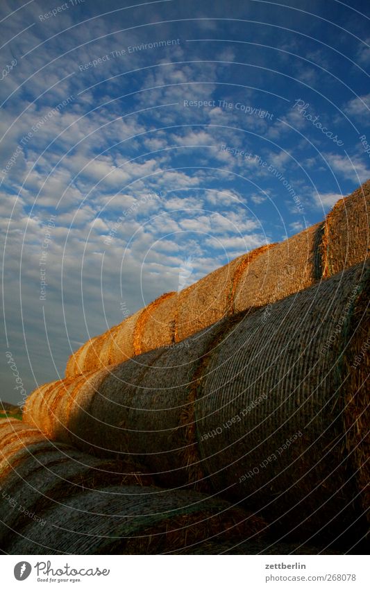 straw Agriculture Forestry Closing time Environment Nature Landscape Sky Clouds Sunrise Sunset Autumn Climate Climate change Weather Beautiful weather Field