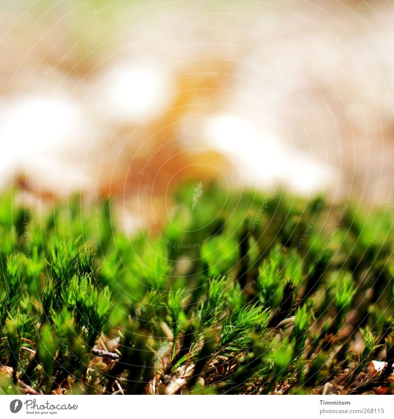 From the forest floor Environment Nature Plant Moss Esthetic Natural Green Woodground Colour photo Exterior shot Close-up Deserted Copy Space top Day