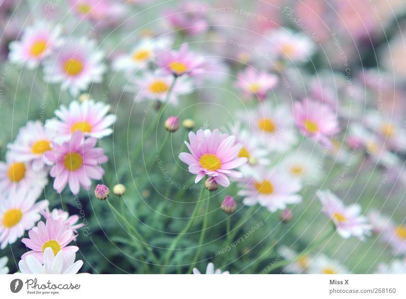 sea of flowers Nature Plant Spring Summer Flower Bushes Blossom Garden Blossoming Fragrance Pink Spring flower Marguerite Colour photo Exterior shot Close-up