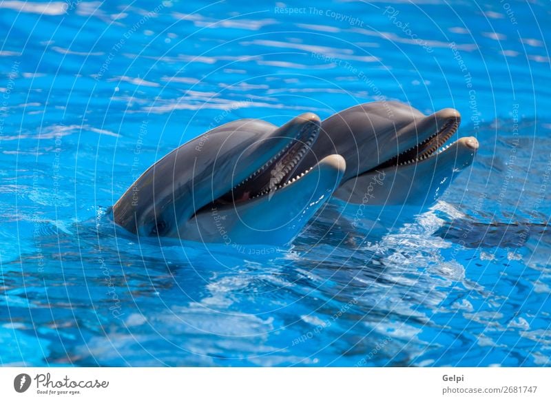 Funny dolphins in the pool during a show at a zoo Joy Happy Face Life Swimming pool Playing Summer Ocean Dive Zoo Nature Animal Park Aquarium Smiling Natural