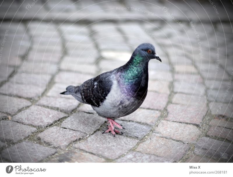 portrait Animal Bird Pigeon 1 Gray Cobblestones Colour photo Subdued colour Exterior shot Close-up Deserted Shallow depth of field Animal portrait Profile