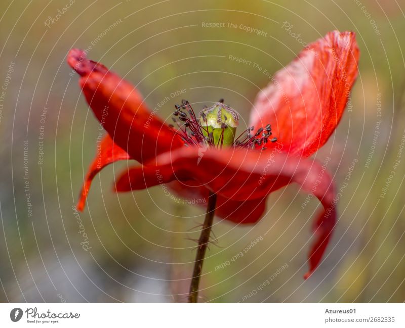 Poppy blossom - red poppy - Papaver rhoeas Environment Nature Landscape Plant Spring Summer Flower Blossom Wild plant Field Dortmund Germany Europe Observe