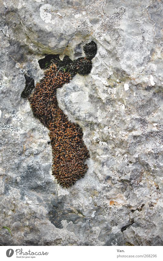 athlete's foot Feet Nature Plant Moss Rock Stone Growth Brown Gray Colour photo Subdued colour Exterior shot Close-up Deserted Day